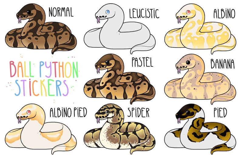 Ball Python Stickers Popular Ball Python Morphs Albino Pied Pied Pastel ...