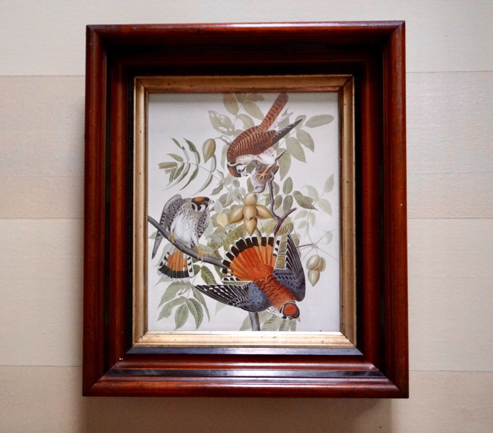 Framed Audubon Print of American Kestrels in Antique Wood | Etsy