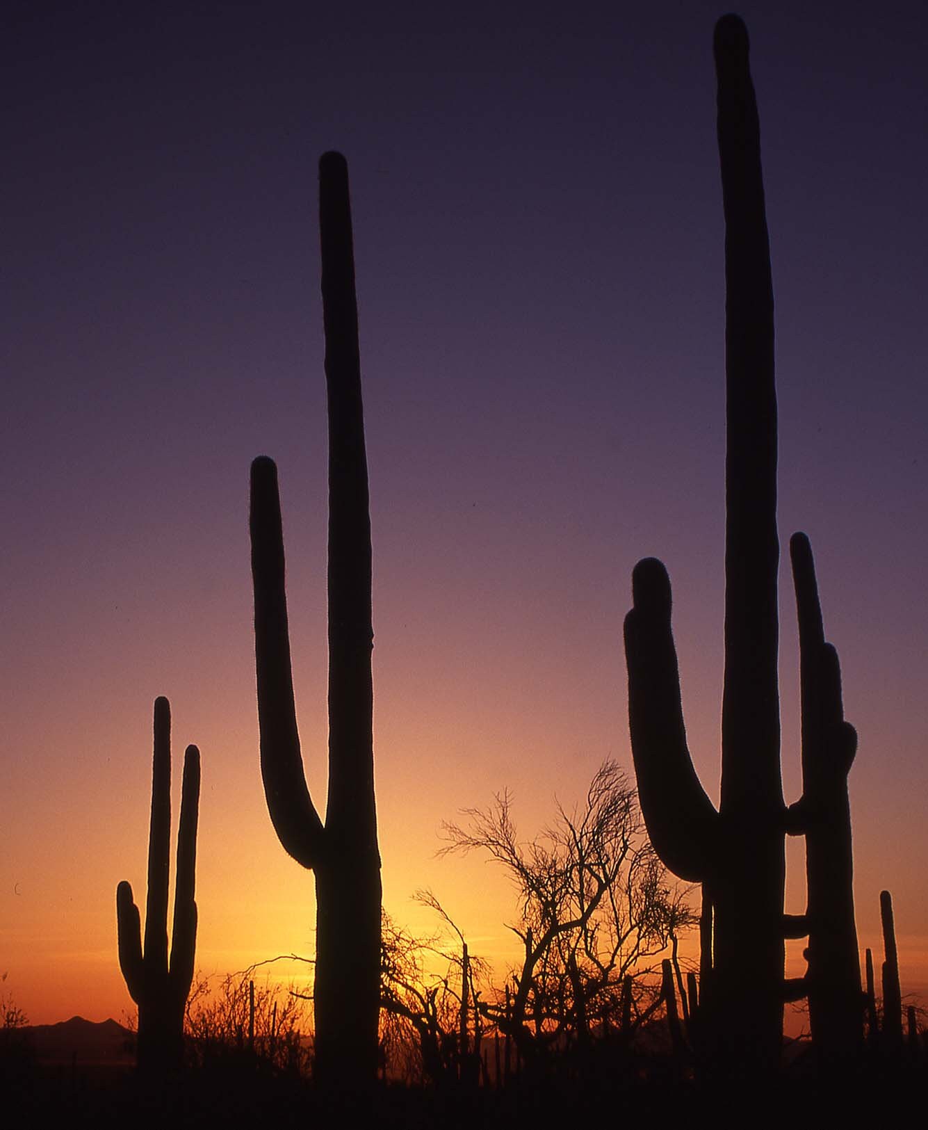 Saguaro National Park Beanie Sunset Version Saguaro Beanie: daytime version ?☀️. Same hat, completely  main image 3