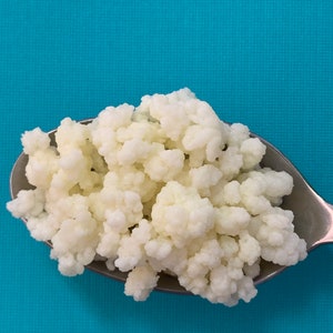 Tibetian Kefir Grains