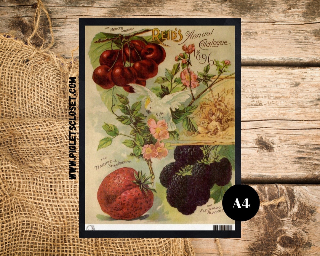 1896 Reid's Fruit Catalog Rice Paper Calambour Italy Paper for