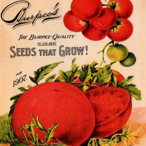 Burpee&#39;s Tomato | Rice Paper A4 | Calambour | 8.75&quot; x 12.5&quot; Paper for Decoupage | Vintage Advertising