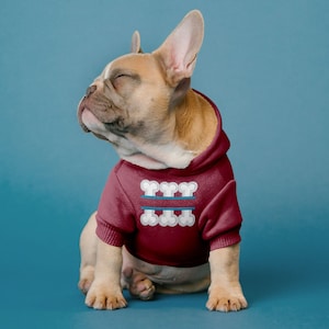 May include: A French bulldog wearing a red hoodie with a white bone design. The hoodie has a blue stripe across the center of the bone design.