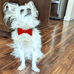 May include: A white long-haired dog wearing a red bow tie sits on a wooden floor. The dog is looking up and has a fluffy tail.