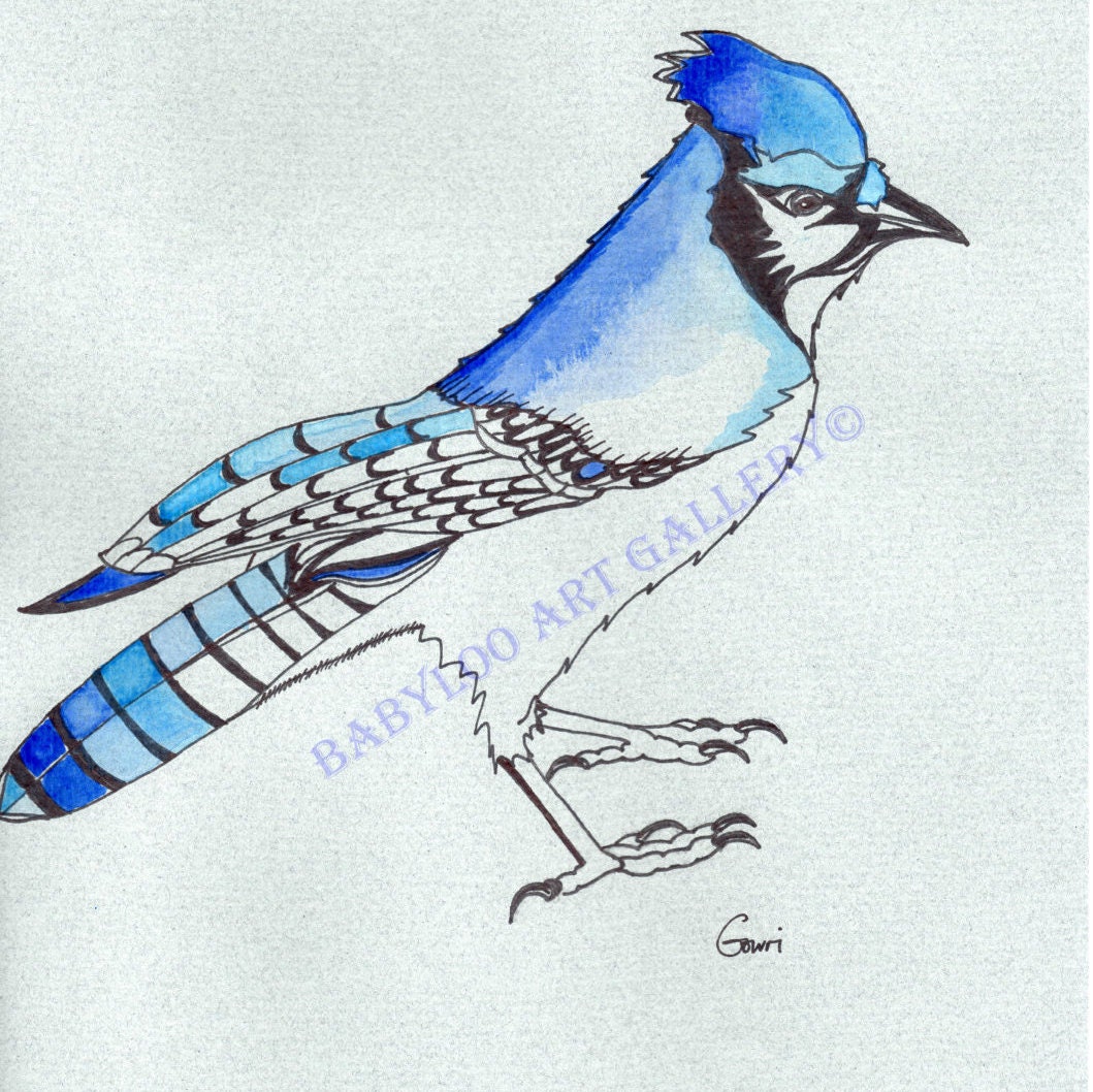 Blue Jay Ink Drawing Etsy