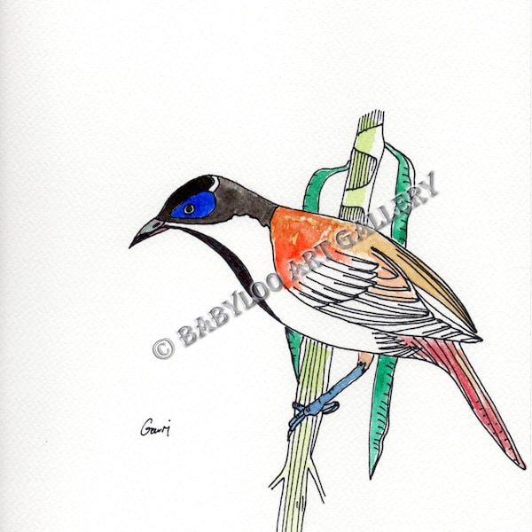 Blue-faced Honeyeater - Ink Drawing
