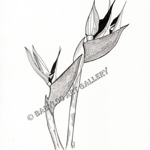 Paradijsvogel - Inkttekening