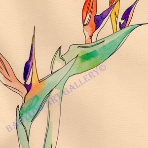 Bird Of Paradise Flowers - Ink Drawing