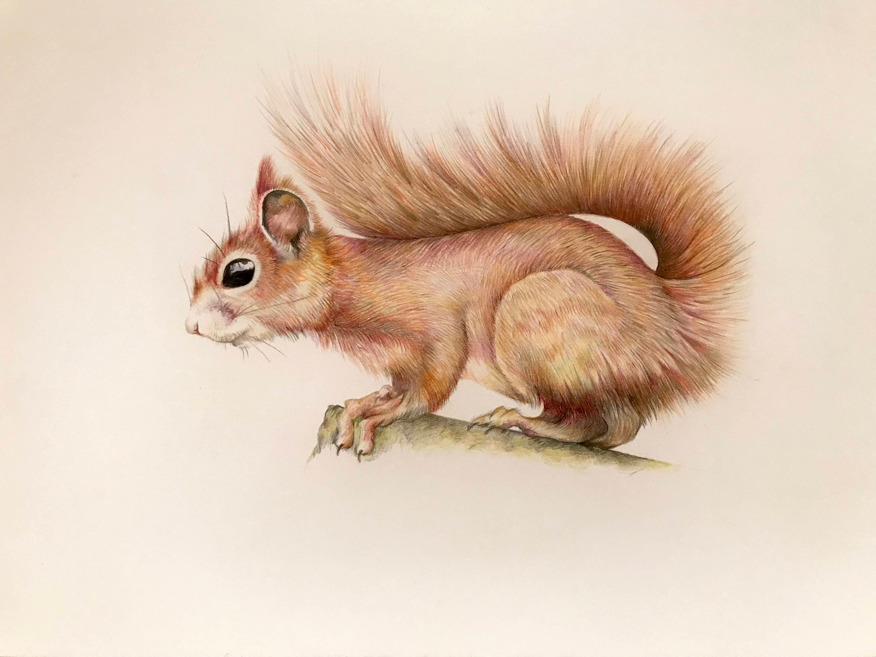 Red Squirrel Coloured Pencil Drawing Original Art Wall Etsy