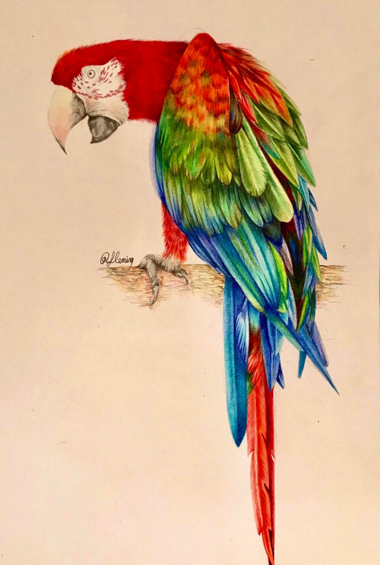 Macaw drawing coloured pencil drawing original artwork bird Etsy