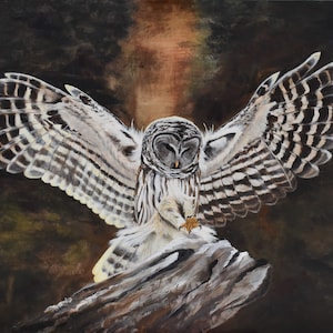 Barred Owl - Giclee Print