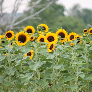 Field of Sunflowers
