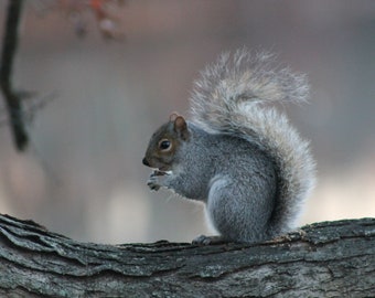 Squirrel Glow