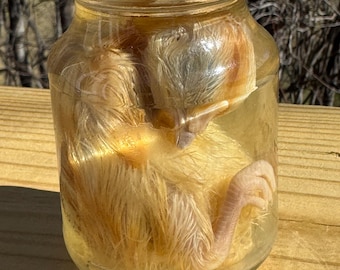 Wet Specimen Chick Taxidermy White Chick