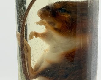 Wild Long Tailed Mouse Wet Specimen with Jar Field Mouse Oddity Curiosity Taxidermy