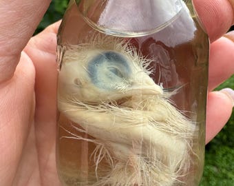 Naked Neck Küken Rare Wet Specimen Taxidermy Kuriosität Fetal