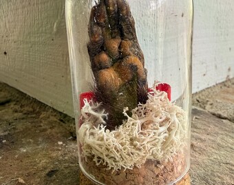Groundhog Woodchuck Paw Cloche Oddity Curiosity