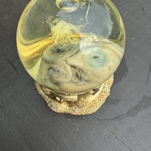 May include: A clear, spherical paperweight containing a preserved bird. The bird is light-colored with a visible beak and eye, encased in a yellow liquid. The paperweight sits on a gold-colored, textured base.