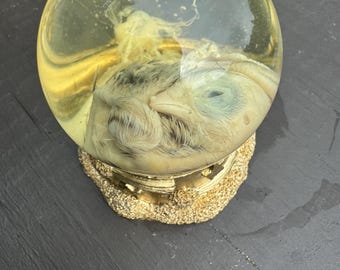Fixed Quail Chick Wet Specimen Display Globe