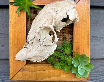 Partial Deer Skull Framed Wall Hanging Taxidermy