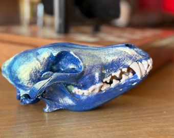 Painted Coyote Skull REAL craft or display Oddity Curiosity