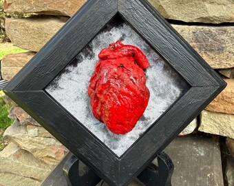 Coyote Heart Taxidermy Mummified Shadow Box Display Oddity Curiosity