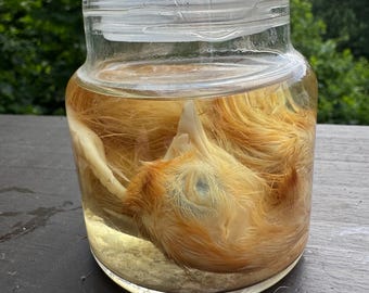 Wet Specimen Chick Taxidermy White Chick