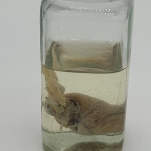 May include: A clear glass jar with a silver lid, containing a preserved specimen in a yellowish liquid. The specimen appears to be a biological sample, with a light tan color and intricate details visible through the glass.