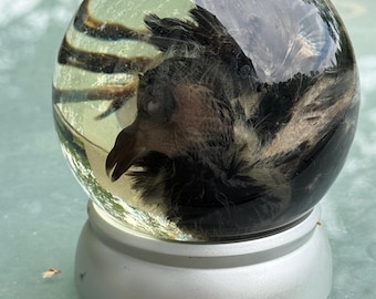 Black Pigeon REAL Wet Specimen Preserved in Globe