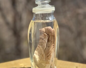 Wet Specimen Coyote Tongue Real Preserved Taxidermy no jar