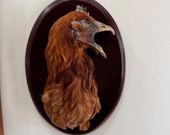 Rooster and Hen Chicken Plaque Pair Taxidermy