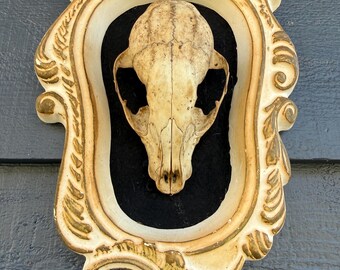 Raccoon Skull Mounted on Antique Chalkware Frame Taxidermy Gothic Bones