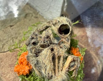 Quail Chick Skeleton Taxidermy Oddity Curiosity Glass Dome