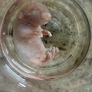 Wet Specimen Mouse Fetus REAL Formalin Fixed