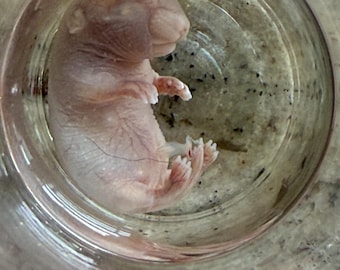 Wet Specimen Mouse Fetus REAL Formalin Fixed