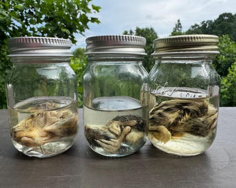 Quail Wet Specimen Pick your Favorite Taxidermy Curiosity Oddity