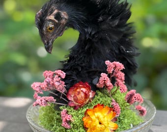 Frizzle Chicken Taxidermy Mummified REAL Gothic Oddity Curiosity