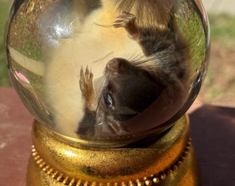 Flying Squirrel Wet Specimen in Globe Taxidermy