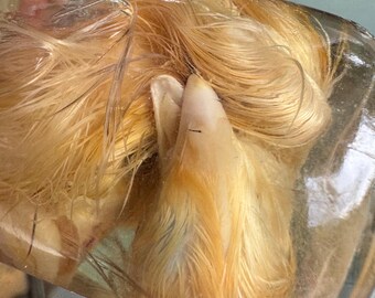 Scissor Beak Chick Rare Wet Specimen Taxidermy Oddity Curiosity