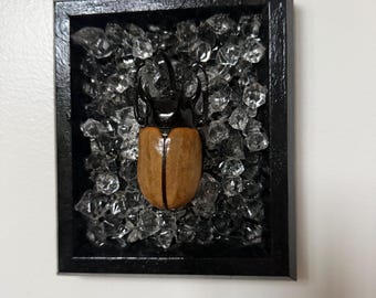 REAL 5 Horn Rhinoceros Beetle Taxidermy Entomology Wall Art