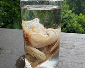 Naked Neck Chick Rare Wet Specimen Taxidermy Oddity Curiosity