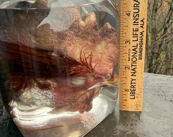 Wet Specimen Rooster Head Oddity Curiosity Taxidermy