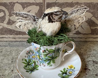 Quail Taxidermy Teacup and Saucer