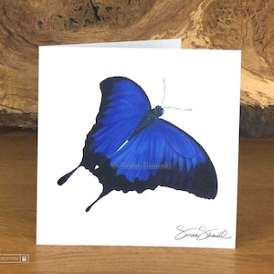 Blue Mountain Butterfly ~ Cartão de felicitações da artista premiada do Reino Unido Susan Shimeld