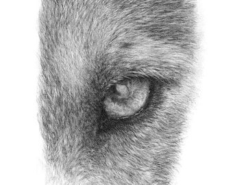 WOLF EYE Fine Art Print by UK Award Winning Artist Susan Shimeld