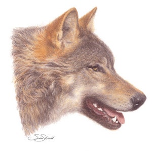 Wolf Portrait ~ Giclee Fine Art Print