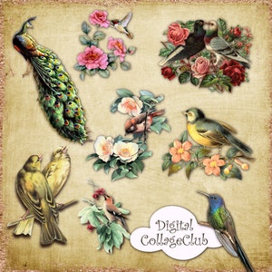 Clipart de pássaros Clip Art Imagens digitais Folhas de colagem de pássaros digitais para scrapbooking, confecção de cartões, download digital instantâneo de adesivos de impressão de pássaros