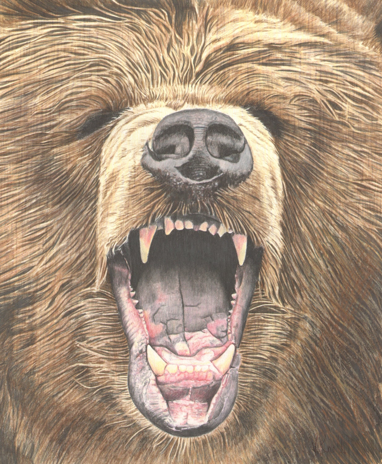 Growling Grizzly Bear Colored Pencil Drawing Illustrated by Etsy