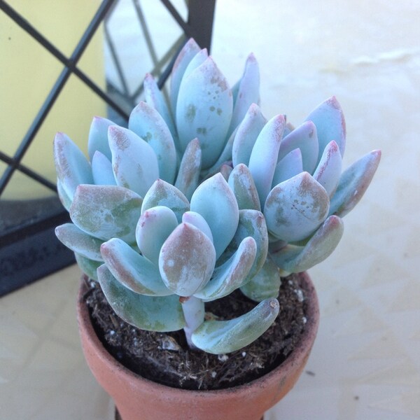 Succulent plant, Pachyveria Powder Puff. Beautiful powdery silvery blue leaves that go blush violet in strong light or cold temps.