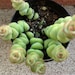 Succulent plant, Crassula Baby Necklace